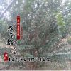 基地紫薇树苗价格 绿化苗木工程 紫薇树苗销售 规格齐全