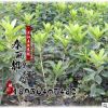 基地批发花卉盆栽 杜鹃花西洋杜鹃 四季开花带根发货 毛鹃