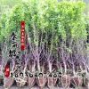 绿化苗木批发 榆叶梅 榆叶梅苗 庭院观花植物 道路供应绿化