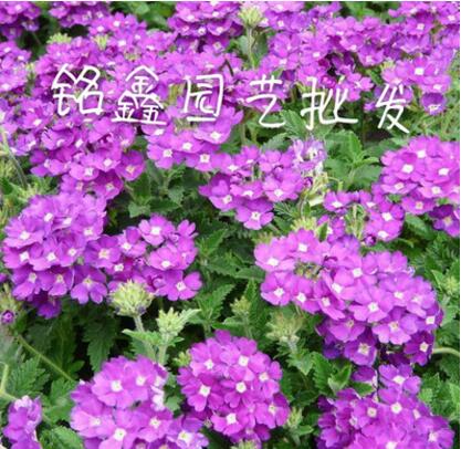 美女樱 灌木花卉 园林绿化 常绿乔木 水生植物 水生花卉图1