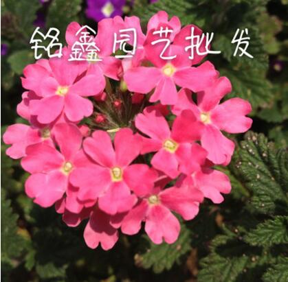 美女樱 灌木花卉 园林绿化 常绿乔木 水生植物 水生花卉图2