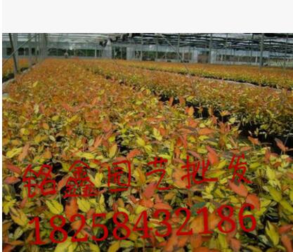黄金络石 灌木花卉 园林绿化 常绿乔木 水生植物 水生花卉图1
