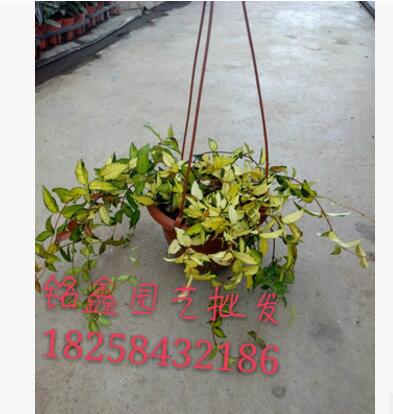 黄金络石 灌木花卉 园林绿化 常绿乔木 水生植物 水生花卉图2
