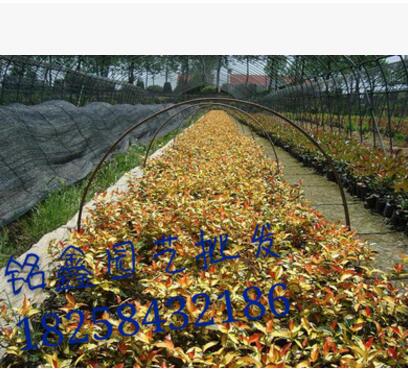 黄金络石 灌木花卉 园林绿化 常绿乔木 水生植物 水生花卉图3