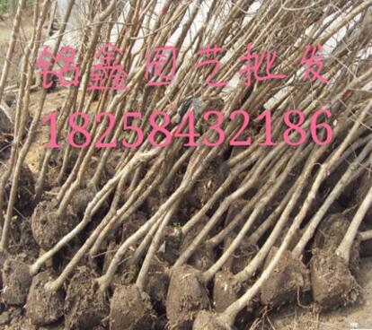 凌霄 果树木花卉木 园林绿化木.常绿乔木.灌木图3