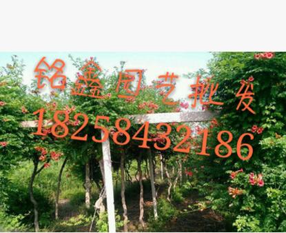 凌霄 果树木花卉木 园林绿化木.常绿乔木.灌木图1