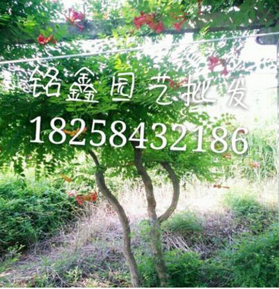 凌霄 果树木花卉木 园林绿化木.常绿乔木.灌木图2