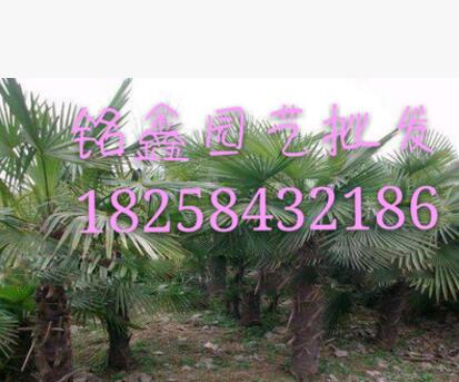棕榈 果树木花卉木 树花园林 绿化木常绿乔图3
