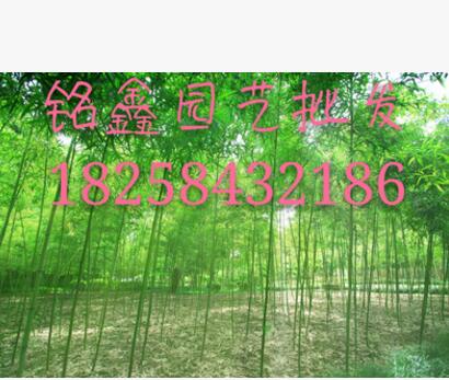 青竹铭鑫园艺批发 水生植物 水生花卉 花卉植物批发. 绿化工程图1