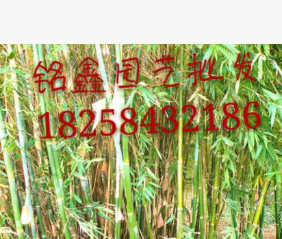青竹铭鑫园艺批发 水生植物 水生花卉 花卉植物批发. 绿化工程图3