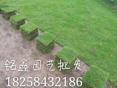 马尼拉 水生植物 水生花卉 绿化花卉 常绿乔木图3