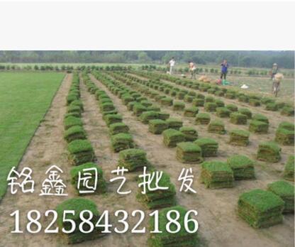 马尼拉 水生植物 水生花卉 绿化花卉 常绿乔木图2