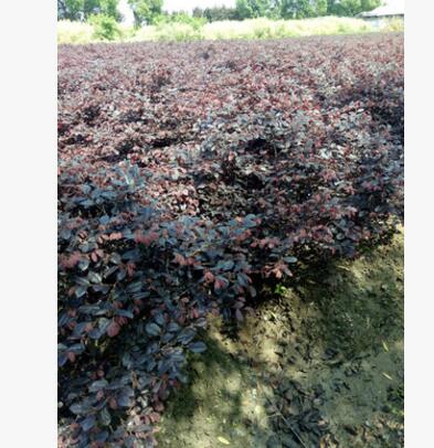 红花继木毛球 灌木花卉 园林绿化 常绿乔木 水生植物 水生花卉图2