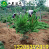 基地直销 龙柏 龙柏小苗 龙柏树 龙柏球 龙柏条 造型批发价格低