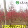批发供应龙珠碧桃 大红花 山东碧桃种植基地 规格齐全 3 5 10公分