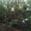 肥西县1.5公分紫丁香 红丁香 白丁香 优质丁香树苗种植方法