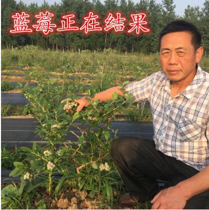 蓝莓树苗 蓝莓苗 盆栽果树苗 兔眼 北方南方种植当年结果图1
