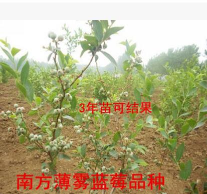 蓝莓树苗 蓝莓苗 盆栽果树苗 兔眼 北方南方种植当年结果图2