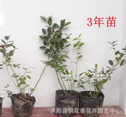 蓝莓树苗 蓝莓苗 盆栽果树苗 兔眼 北方南方种植当年结果图3