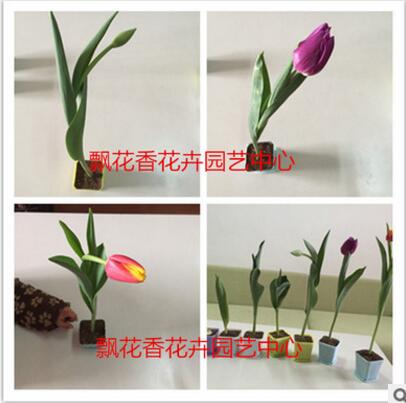 郁金香花苗 郁金香种球水养土培郁金香盆栽图3