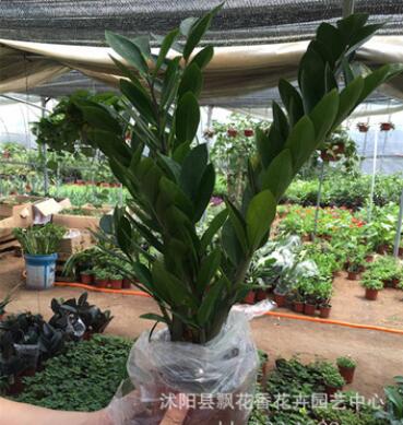 金钱树盆栽 绿植花卉 观赏植物 观叶植物 美化环境 净化空气图3