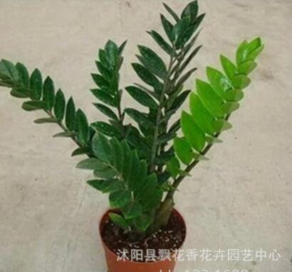 金钱树盆栽 绿植花卉 观赏植物 观叶植物 美化环境 净化空气图2