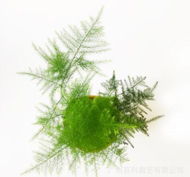 办公室绿植文竹盆栽微景观绿色观叶植物防辐射净化空气小盆景