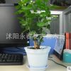 茉莉花盆栽花卉 办公室绿植 芳香洁白 花苞繁多 四季陆续开花