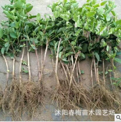 长青藤耐寒植物盆栽 金边常春藤吊兰 吸甲醛 净化空气 吸苯装修