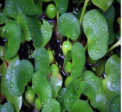 新大水葫芦 水生植物 水草 池塘鱼缸植物 净化水质 超强水质净化