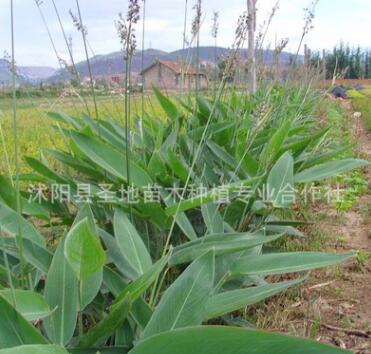基地直销水生花卉再力花苗水生植物易管理水体绿化又名水竹芋
