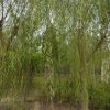 基地垂柳树苗价格 绿化工程 绿化苗木 垂柳树苗销售 货源足