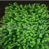 仿真犹加利草皮超大规格40*60厂家直销可订做其他草球草皮类植物