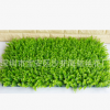 批发仿真植物墙装饰假草坪加密米兰尤加利塑料草坪商场绿化景观草