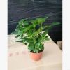 观叶花卉绿植 鸭脚木小盆栽 鹅掌柴