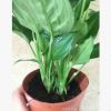 室内观叶植物 （110#）粉黛万年青盆栽