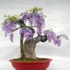 日本多花紫藤种子 紫藤盆景 庭院攀援植物围墙朱腾萝花