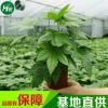 八角金盘植物小盆栽室内观叶植物