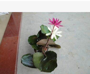 睡莲、荷花水生植物图1