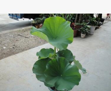 睡莲、荷花水生植物图2