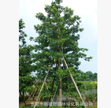 尖叶杜英（风水高大树木10-15米）袋苗图2