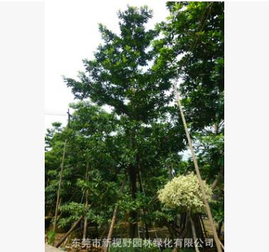 尖叶杜英（风水高大树木10-15米）袋苗图3