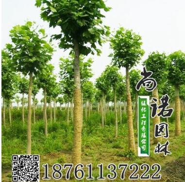 基地批发白蜡小苗 白蜡树苗行道树 速生白蜡苗规格齐全工程绿化