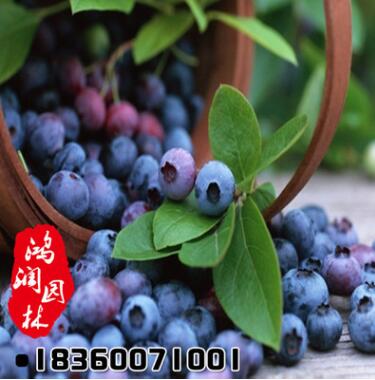 批发蓝莓树苗 优质蓝莓苗 南方果树苗 兔眼蓝莓2年苗确保成活