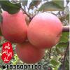 基地果园 红富士苹果苗 清脆可口 苹果苗批发
