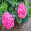 八仙花 绣球花 无尽夏 工程优质绿化批发基地直销 红 白 黄 蓝