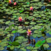 睡莲 子午莲、水芹花、瑞莲、水洋花、小莲花水生植物批发