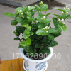 白茉莉花苗 室内观花植物 茉莉花 芳香植物 四季常青 盆栽花卉