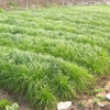 宽叶多年生南方型黑麦草种子 家禽动物专用牧草生长繁茂 30元/斤