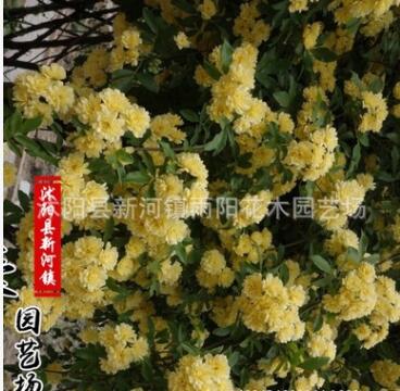 黄白木香花苗爬藤植物盆栽七里香苗阳台攀援绿植蔷薇花苗庭院花卉